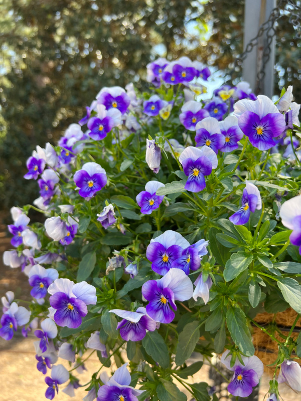 purple pansies