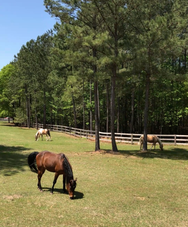 three horses