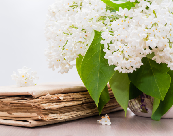 white lilacs and a book.