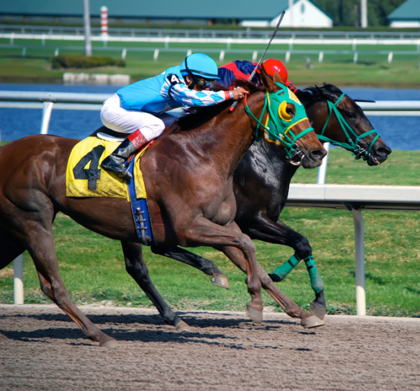 2 horses in a horse race, jockeys wearing red and teal blue jersey.