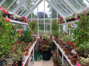 C.Atherley greenhouse filled with geraniums. 