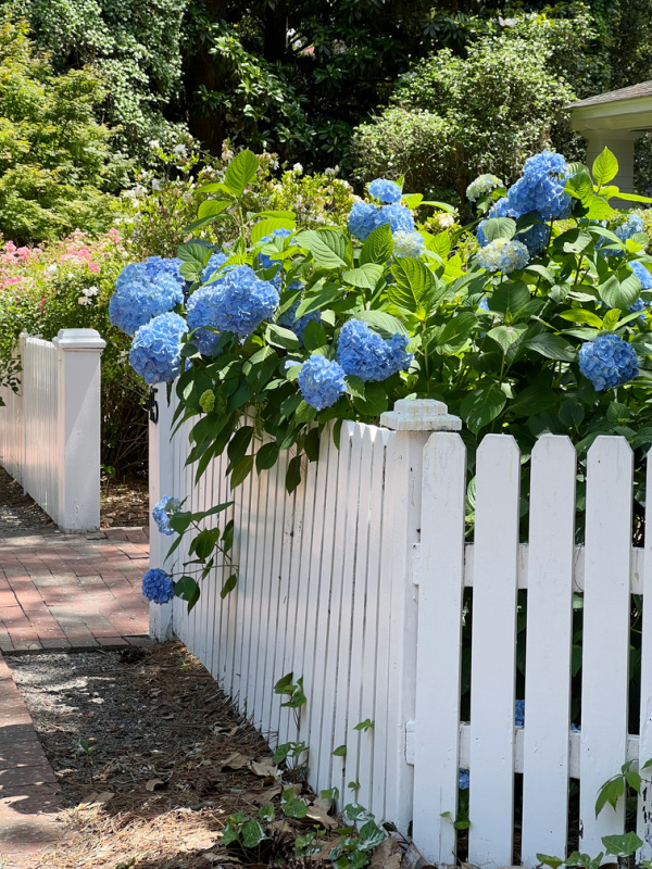 blue hydrangeas and pink roses on a white picket fence.