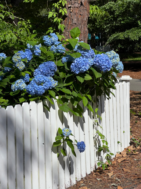 blue hydrangeas on a white fence