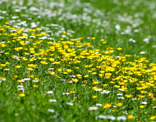 creeping buttercup