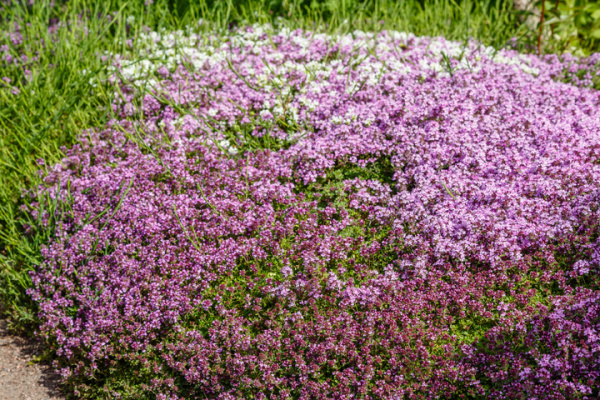 creeping thyme, colorful purple low growing plants.