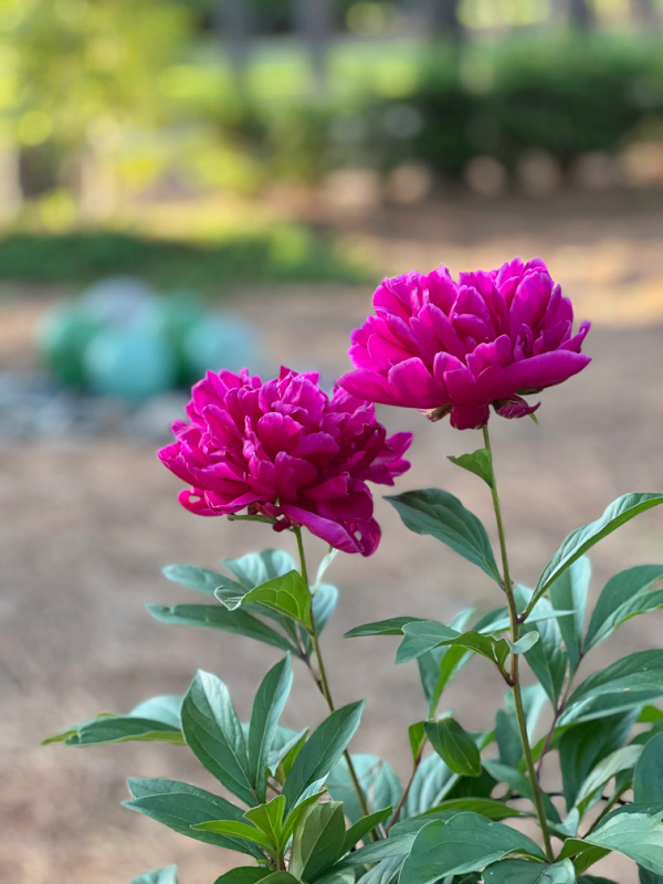 fuchsia peonies