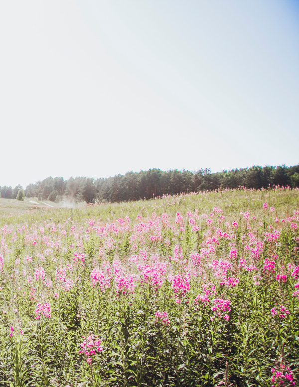 pink lupin flowers in a field.