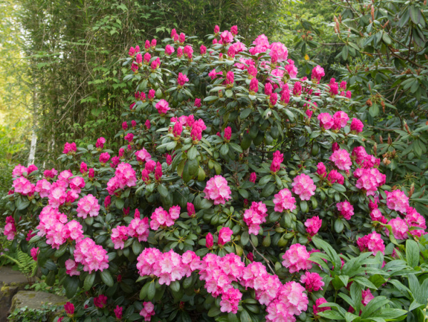 rhododendron flowers