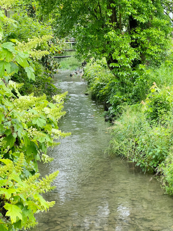 Stream with bright green trees on the banks downtown Jonesboro, TN
