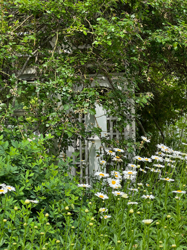 White Daisy's near an arbor