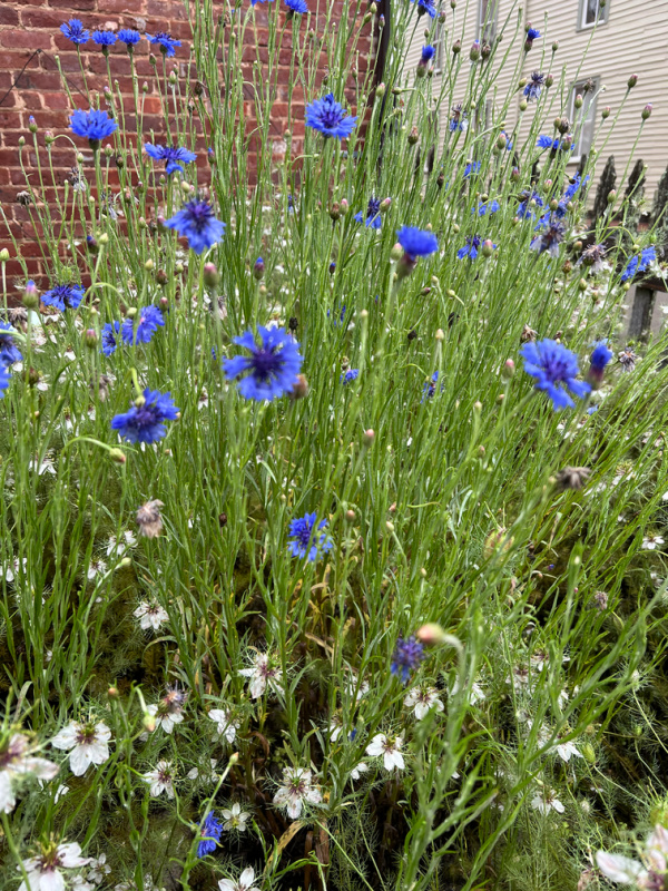 blue cone flowers