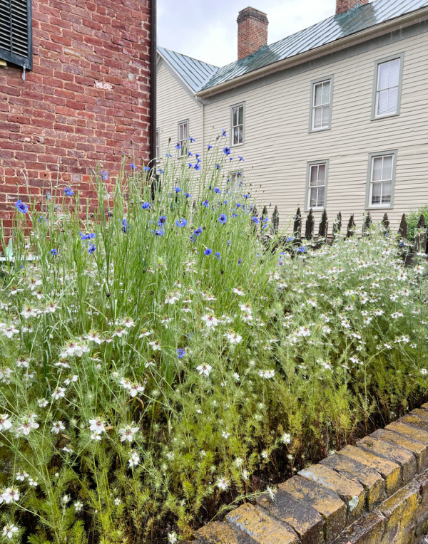 cottage garden flowers along a brick wall