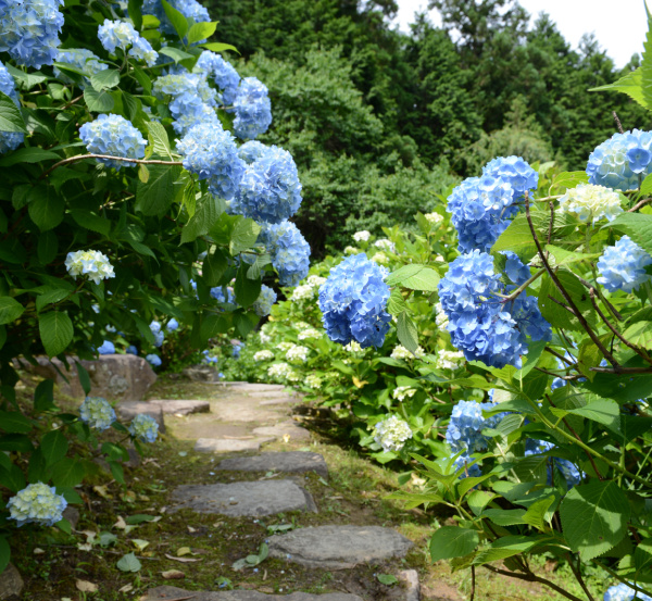 blue hydrangeas on a path