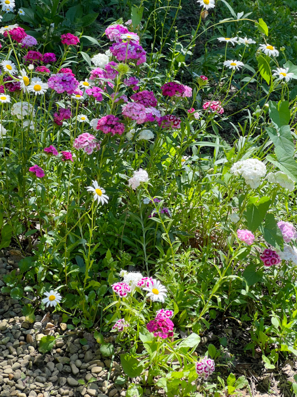 wild flowers and sweet William