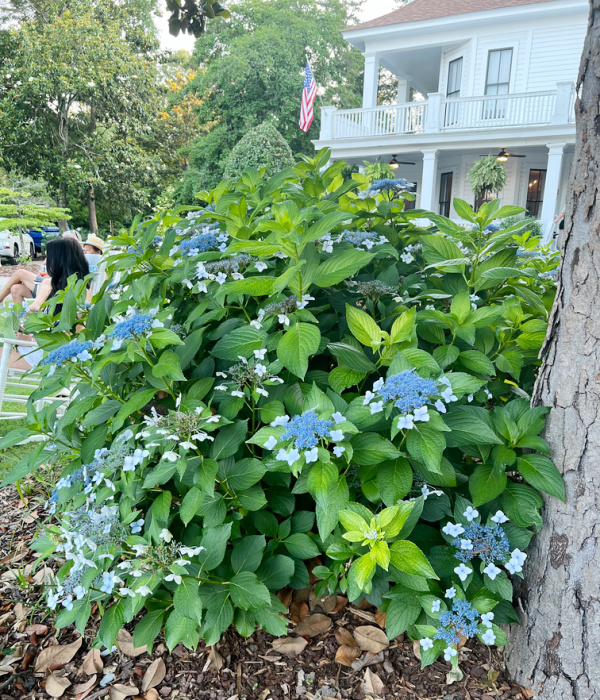 Blue hydrangeas and a white house.