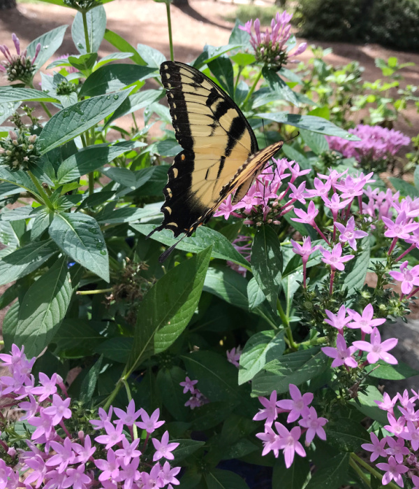 Butterfly on purple flowers.