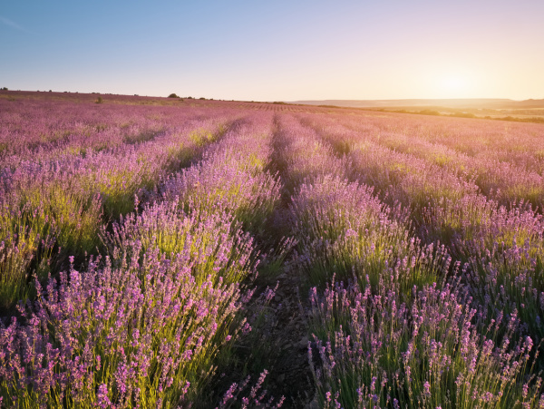 Rows of Lavender.