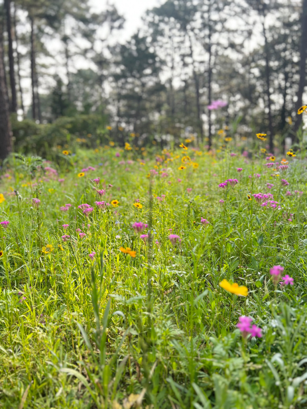 Monday Musings dawn chorus Wildflowers with pines in the background.