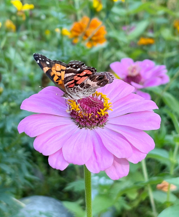 butterfly on a pink zinnia flower.