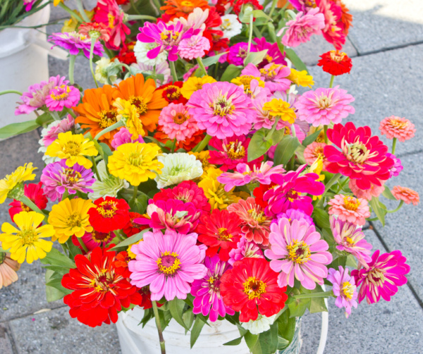 colorful zinnias in a white bucket
