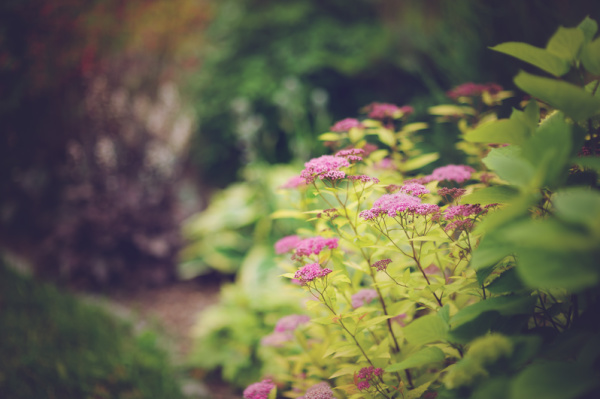 hydrangeas on a path