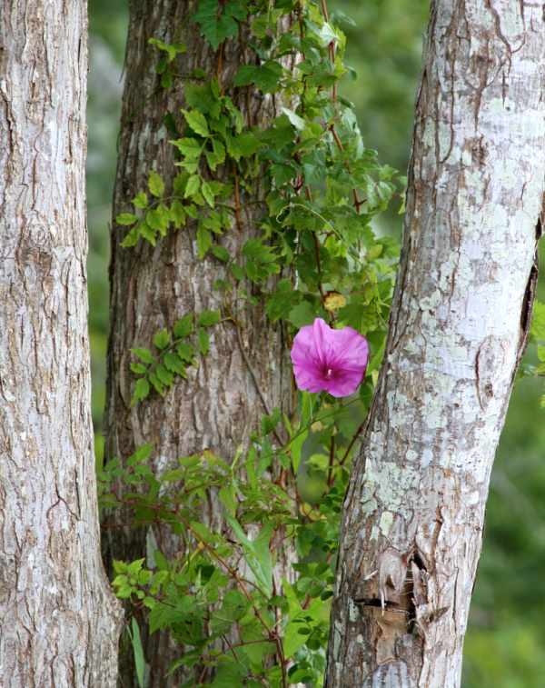 pink flower growing between 2 trees.