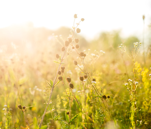 wildflowers in the sun