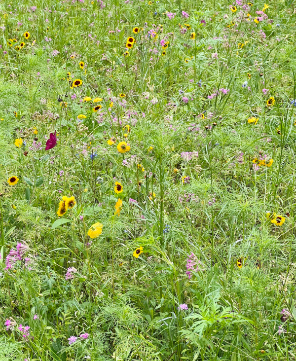 A field of wildflowers.