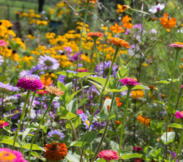 August in the garden, colorful zinnia and Batchelor buttons.