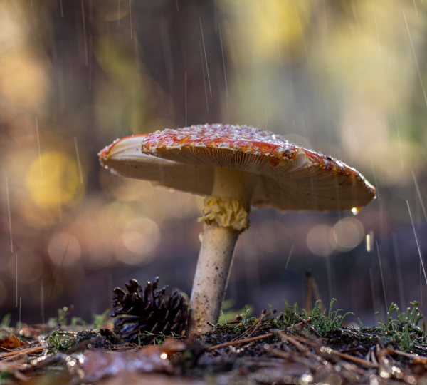 Mushroom in a storm with a small pinecones underneath.