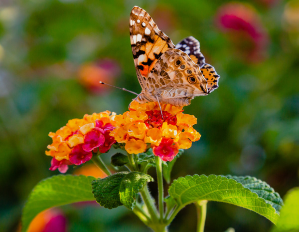 orange and red lantana flowers with a fall colored moth.