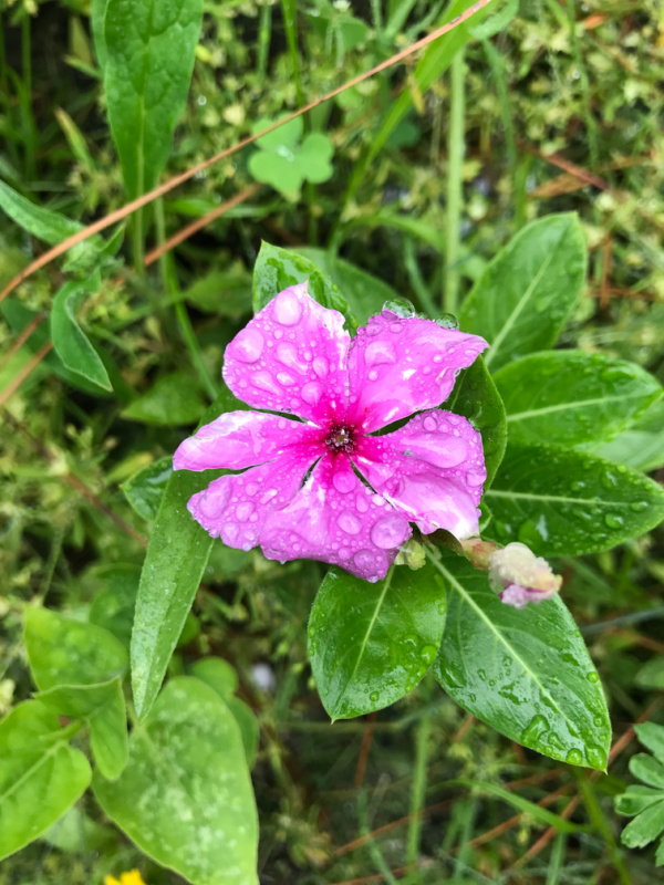 pink flower in a garden.