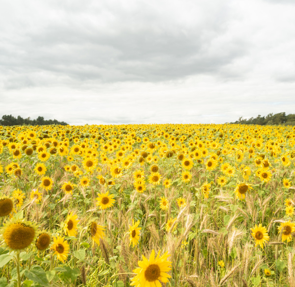 sunflower field.