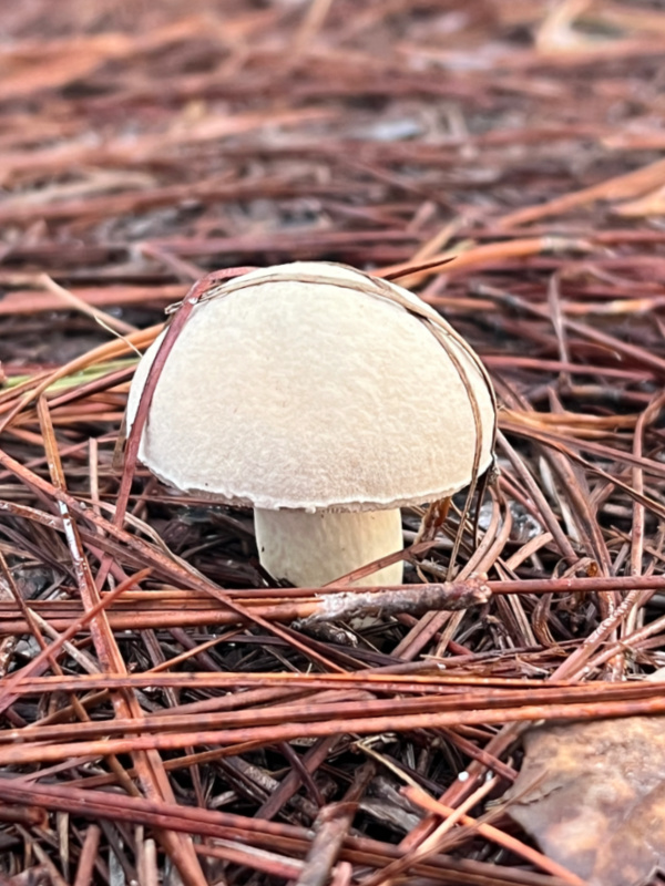 toadstool in pine straw.