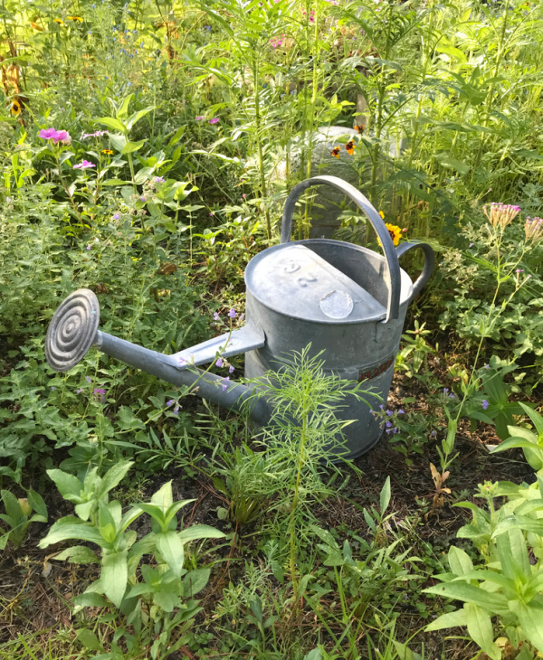 watering can in the wildflowers,
