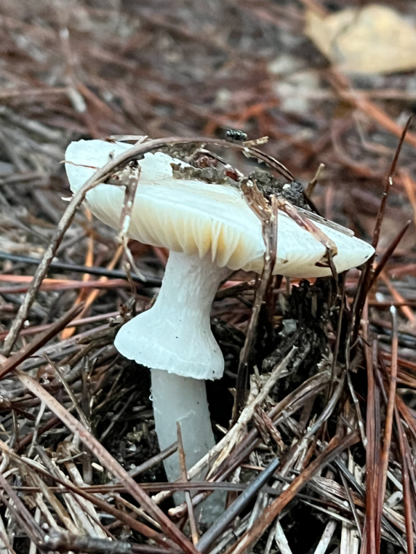 white mushroom and pine straw