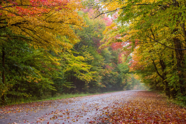 Fall foliage and leaf peeping.
