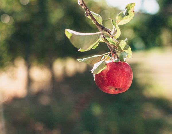 apple hanging from a tree.
