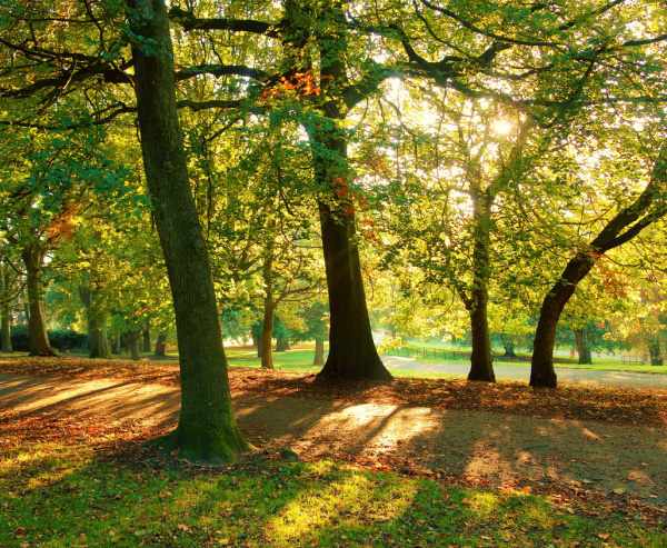 early fall leaves on the trees