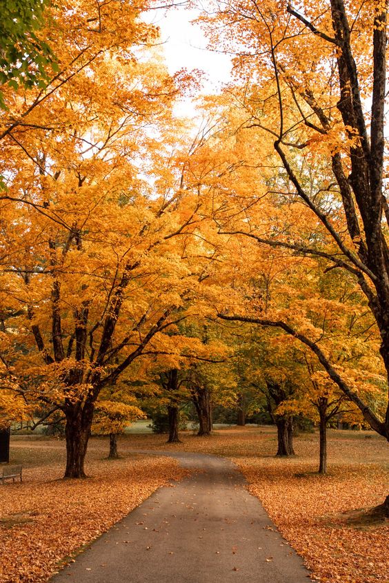 Beautiful orange and yellow fall foliage image Stacie Flinner.