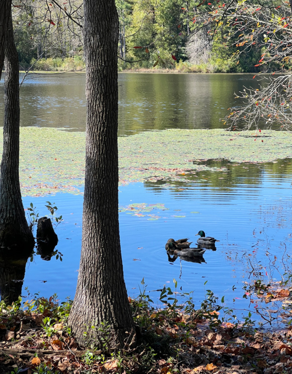 Malard Ducks in a pond.