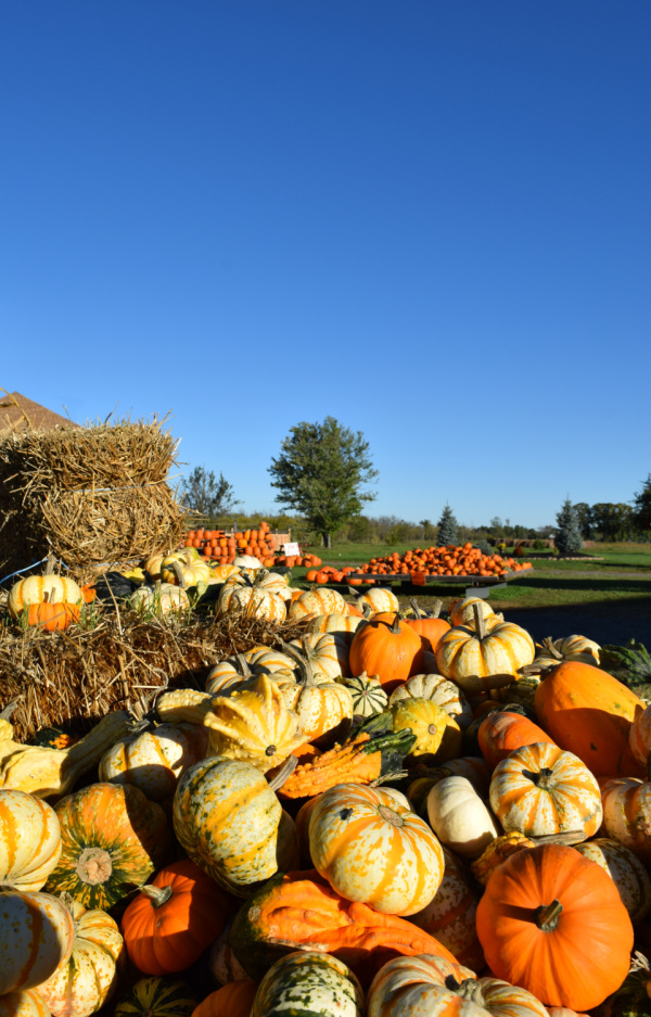 pumpkin farm