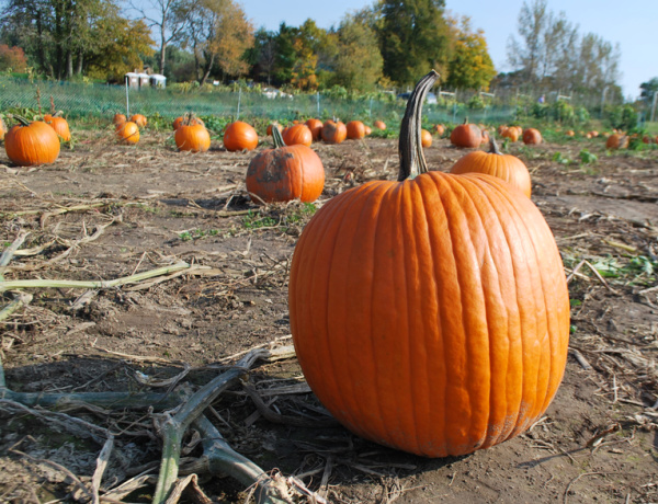 pumpkin patch