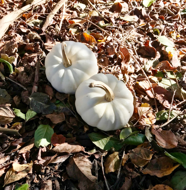 white pumpkins sitting in fallen leaves