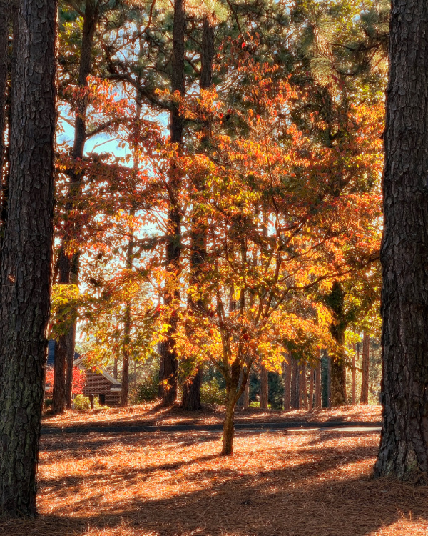 Fall color