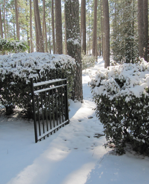 Snow day in Pinehurst, NC with pine trees and iron garden gate.
