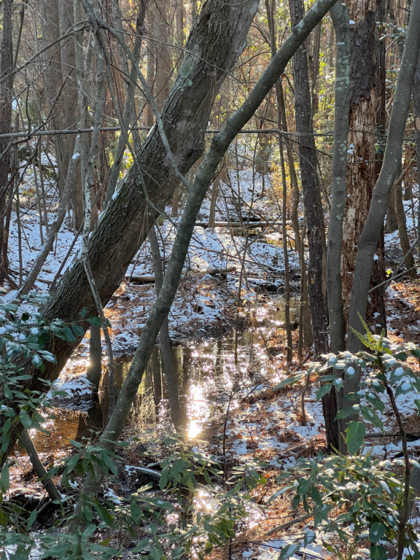 Stream in the winter forest.
