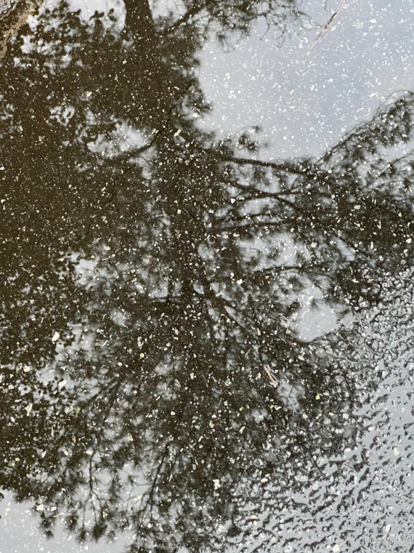 pine tree reflected in a puddle on black asphalt