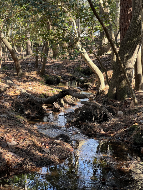 stream in the woods