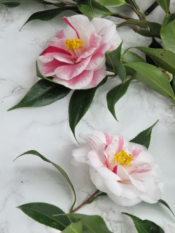 2 camellia flowers, pink and white.